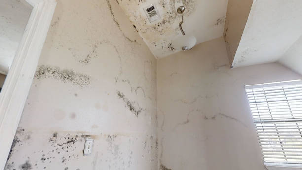 Best Asbestos and Lead Testing During Mold Inspection  in Lebanon, IN