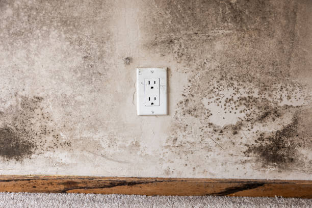 Best Crawl Space Mold Remediation  in Lebanon, IN