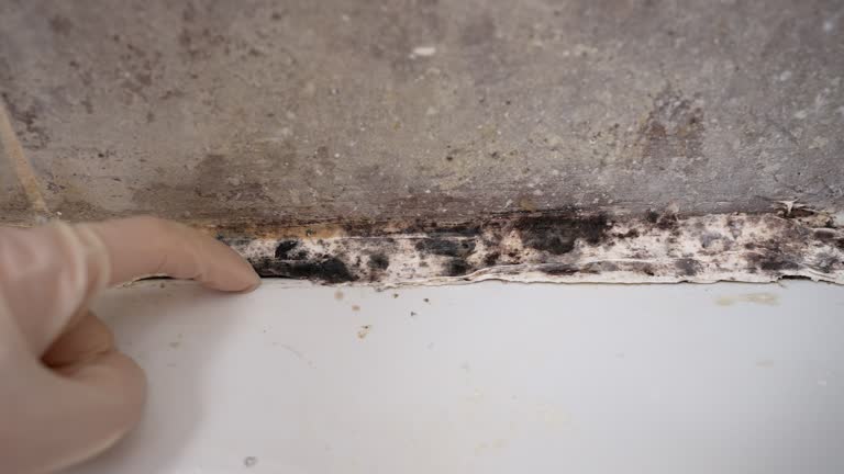 Best Forensic Mold Investigation  in Lebanon, IN